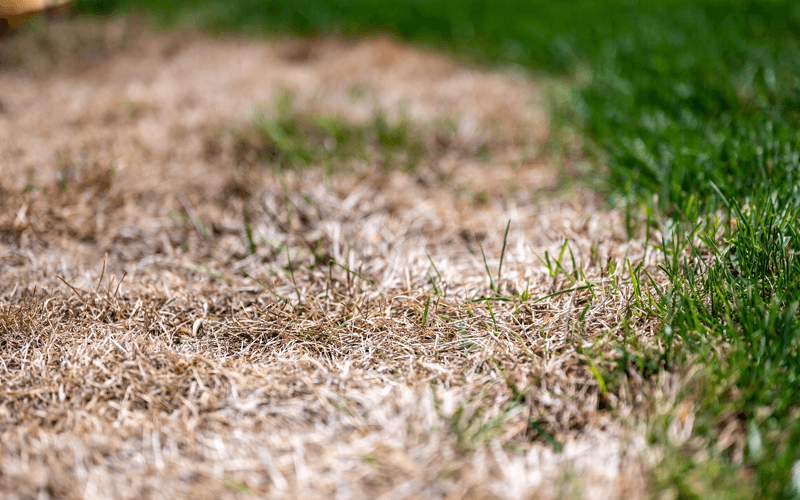 Dying Lawn with Seeds Sprouting Lawn Overseeding Services Nashville