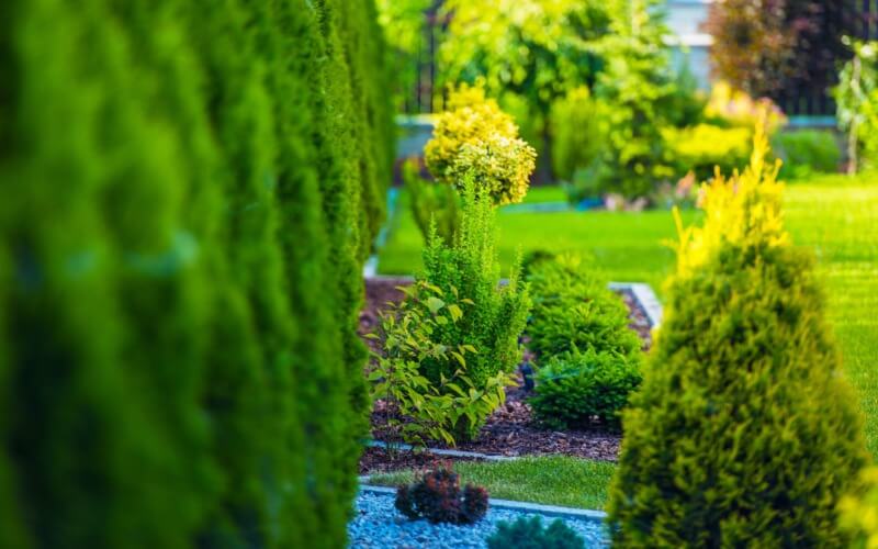 landscaped hedges