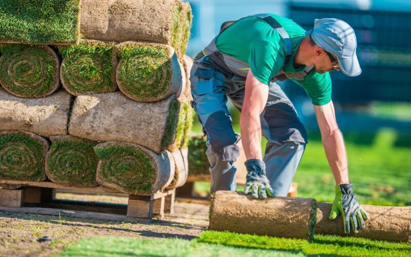 professional installing sod